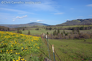 Wildflowers bordering a pasture near Memaloose State Park showing grazing impact.  ©Chris Carvalho/Lensjoy.com