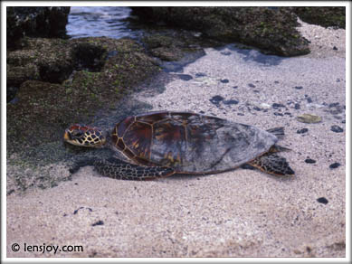 Sea Turtle © Chris Carvalho/Lensjoy.com