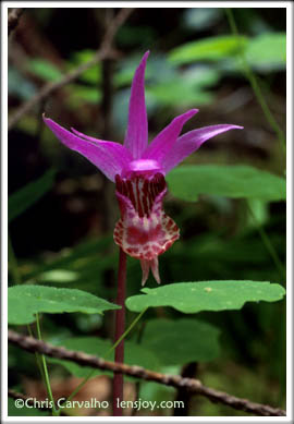 Calypso Orchid -- Photo © Chris Carvalho/Lensjoy.com