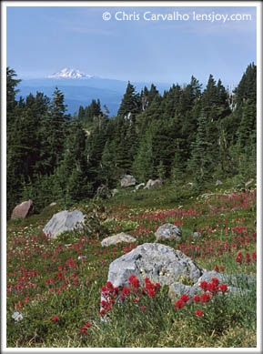 Mt. Adams and Indian Paintbrush -- Photo © Chris Carvalho/Lensjoy.com