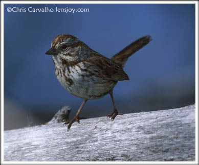 Song Sparrow -- Photo © Chris Carvalho/Lensjoy.com