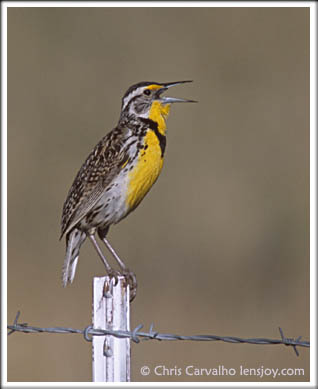 Western Meadowlark -- Photo © Chris Carvalho/Lensjoy.com