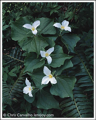 Trilliums -- Photo © Chris Carvalho/Lensjoy.com