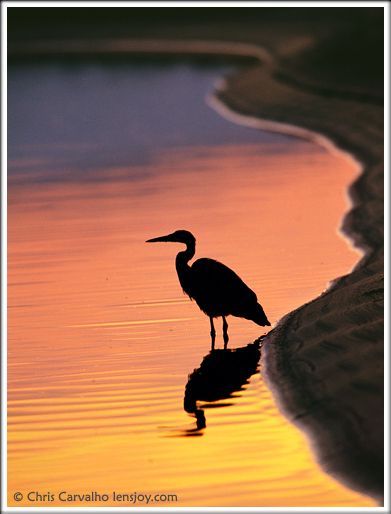 Heron Sunset -- Photo © Chris Carvalho/Lensjoy.com