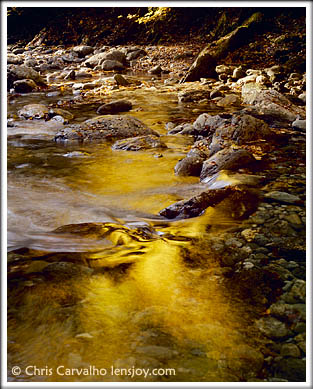 Vermont Gold -- Photo  Chris Carvalho/Lensjoy.com