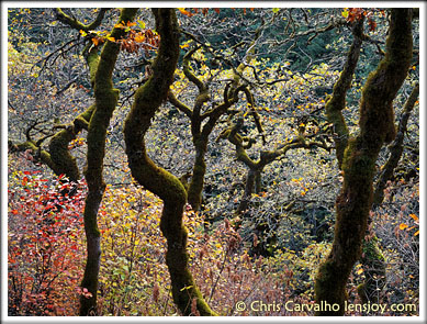Dancing Forest -- Photo © Chris Carvalho/Lensjoy.com