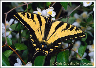 Tiger Swallowtail --  Chris Carvalho/Lensjoy.com